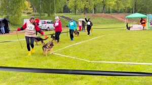 БЕБИ СУКИ / КЧК+ БОРИСОВ (BY) 17 мая`25 M.Jovovic Моно немецких овчарок