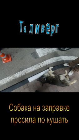 Собака на заправке просила по кушать
