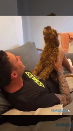 Пробуждение волка 🐺😂 ( видео про собак )
