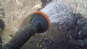 свежепосаженная тыква сорта "Богатырская сила" - полив