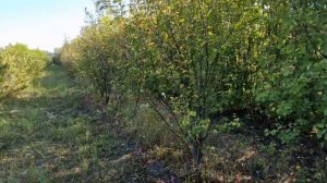 Правила посадки саженцев ирги от А до Я