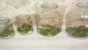 Консервированные огурцы