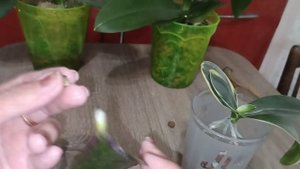 Как из реанимашки вырастить здоровую орхидею. How to grow a