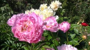 Пион   Дашенька ( Скакодуб  Лариса  2010 год )