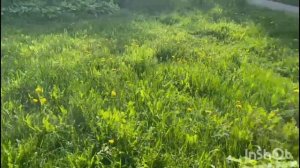 Лесная мелодия 2025 года