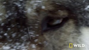 Wild Winter: Feast or Famine (Full Episode) | America the Beautiful | Nat Geo Animals