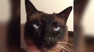 ИНФА О СЕБЕ ... =^..^= СИАМСКИЕ КОШКИ