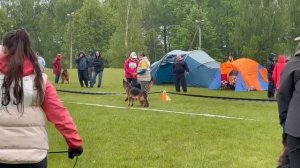 ЮНИОРЫ СУКИ / КЧК+ БОРИСОВ (BY) 17 мая`25 M.Jovovic Моно немецких овчарок