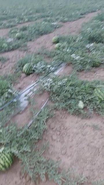 АРБУЗ..😀 ПОДХОДИ НАРОД СВОЙ ОГОРОД смотреть онлайн