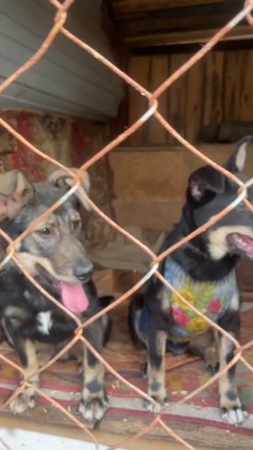 Привезли 200 кг корма для собачек в «Уголок Надежды»#бл? смотреть онлайн