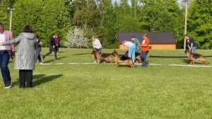 РАБОЧИЙ СУКИ / КЧК+ БОРИСОВ (BY) 17 мая`25 M.Jovovic Моно немецких овчарок