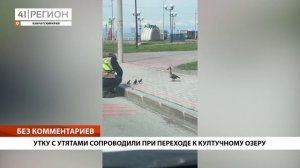 УТКУ С УТЯТАМИ СОПРОВОДИЛИ ПРИ ПЕРЕХОДЕ К КУЛТУЧНОМУ ОЗЕРУ • БЕЗ КОММЕНТАРИЕВ