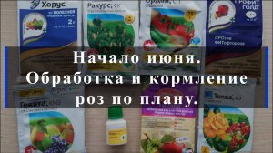 Начало июня. Обработка и кормление роз по плану.