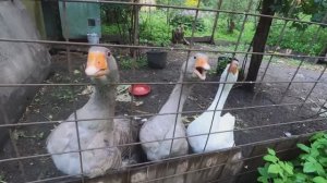 20 серия. Этот безумный и веселый город под дождем | Сериал "Старики во Вселенной"