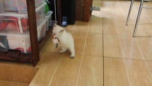 Тайские котята Продаются