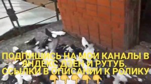 🔥🤯🔥 Приобрели пятнадцать пар белых и жуков. Ярмарк?