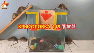 Крысоловка вариант (119) 🐀 Как сделать крысоловку своими руками и поймать кучу крыс 🐀🐁🐀