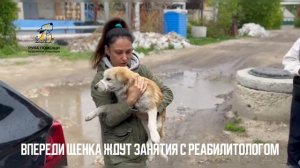Щенка Энзо нашли на улице. Поддержать⬇️