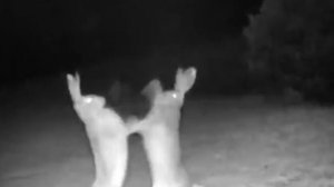 танец зайчат