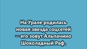 Шоколадный Бум - новая звезда