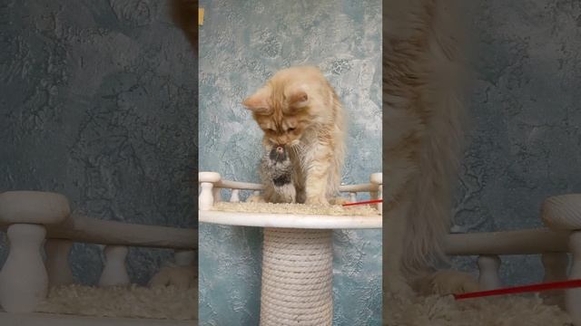 мейнкун котенок в добрые руки