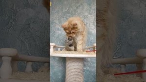 мейнкун котенок в добрые руки