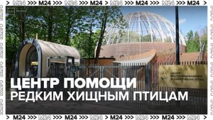 В "Сокольниках" открылся центр помощи редким хищным птицам - Москва 24