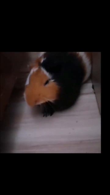 Моя морская свинка Адидас. А у вас есть домашние питом? смотреть онлайн