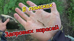 Ищем КРУПНЫХ КАРАСЕЙ! МОРМЫШИНГ. GAMMARUS