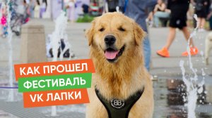 Пушистый праздник на весь парк. ВК Лапки