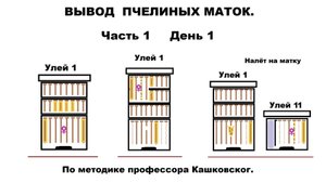 Практический вывод  пчелиных маток часть 1 удаление маткки из гнезда.