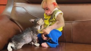 Обезьянка МАЛЕХА любит котика кроху Сама кормит Гладит Расчёсывает СМЕШНАЯ ПАРОЧКА