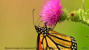 Ты НЕ ЗНАЛ, что Земля ТАКАЯ! - Playing-Catch -- Ketsa -- Bedding