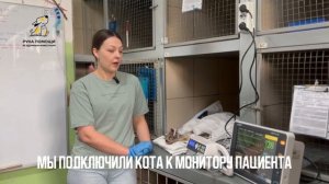 Бордюра обнаружили в едва живом состоянии. Поддержать⬇️