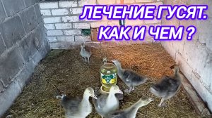 ЛЕЧЕНИЕ ГУСЯТ. КАК И ЧЕМ?