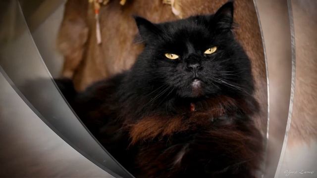 Мой кот самый лучший!