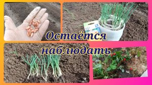 Мой личный рекорд.Хорошая рассада лука👍