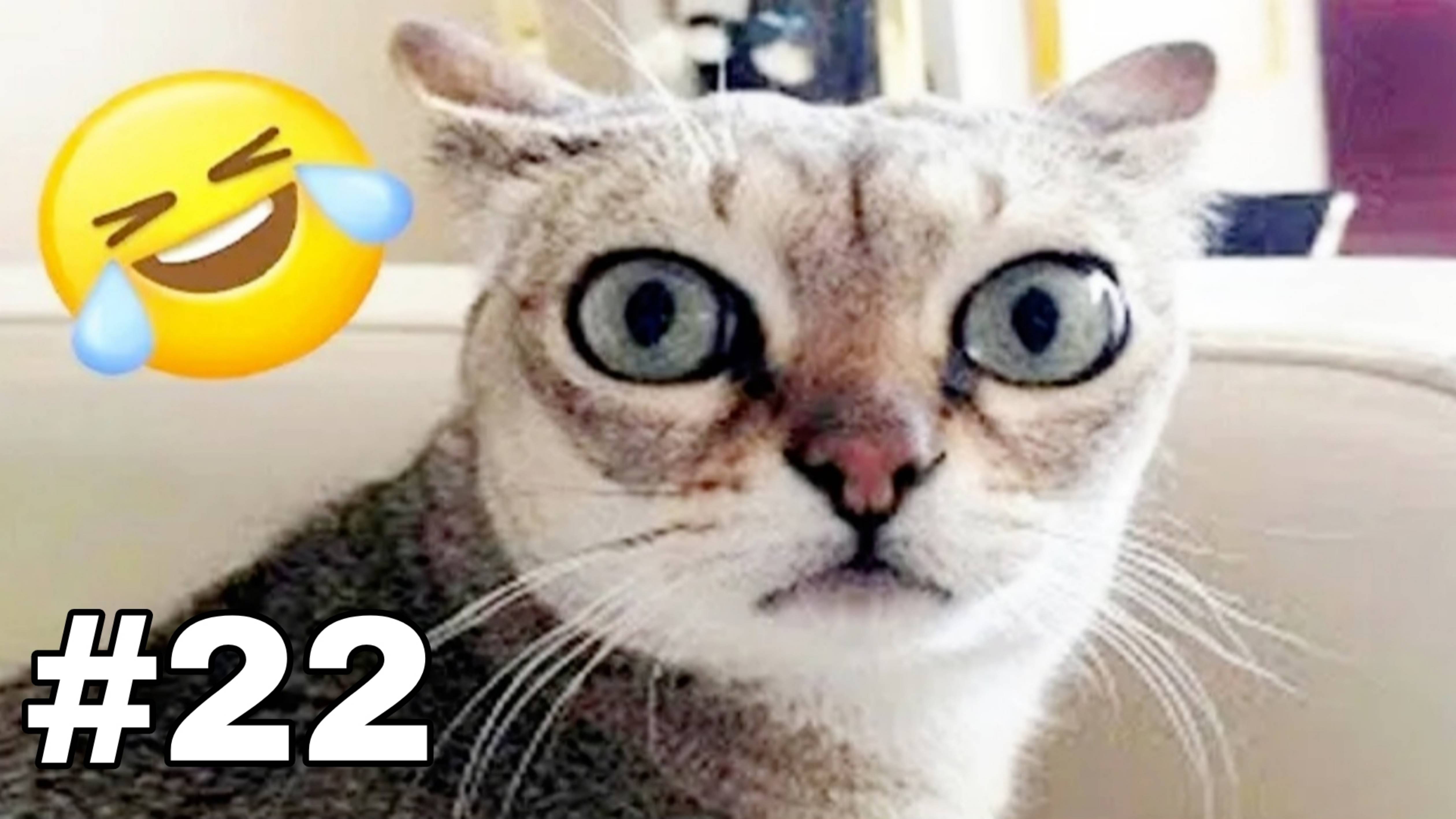 ПРИКОЛЫ С КОТАМИ😹 СМЕШНЫЕ КОТЫ И СОБАКИ🐶😹 СМЕШНОЕ ВИДЕО С ЖИВОТНЫМИ, ЮМОР #22
