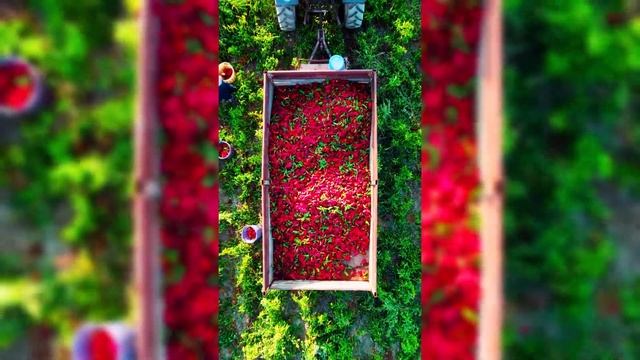 ЛУЧШИЙ И ХУДШИЙ СОРТ ПЕРЦЕВ,ДЛЯ ВЫРАЩИВАНИЯ,КОНСЕРВАЦ смотреть онлайн