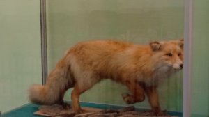 Музей Энгельса