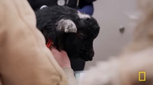 Chihuahua vs. Rat Poison (Full Episode) | Heartland Doc, DVM | Nat Geo Animals