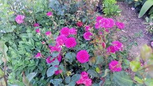 Розы Д.Остина 28.05.25