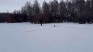 Лиса ловит зайцев за огородом , дрессировка щенка лайк