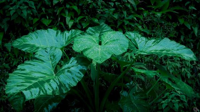 Relax with Rainstorm on Forest Leaves | White Noise Rain Sounds for Sleep