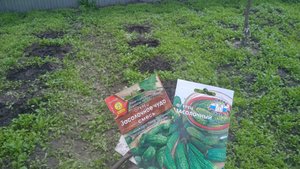 27.5.25г.   Сажаю ОГУРЦЫ в Открытый ГРУНТ!!!