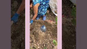 Укрытие молодых саженцев винограда на зиму