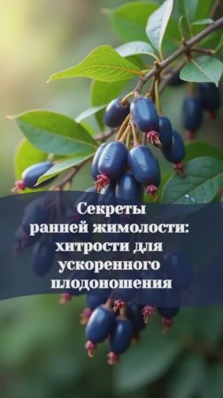 Секреты ранней жимолости: хитрости для ускоренного плодоношения #жимолость