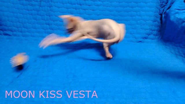 Кошечка сфинкс Moon Kiss Vesta из помета V3 от 6 сентября 2024