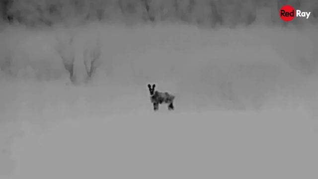 Лучшая картинка за скромные деньги! Тепловизор RedRay Romul