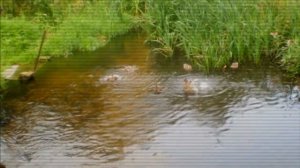 Торопецкий мой край...